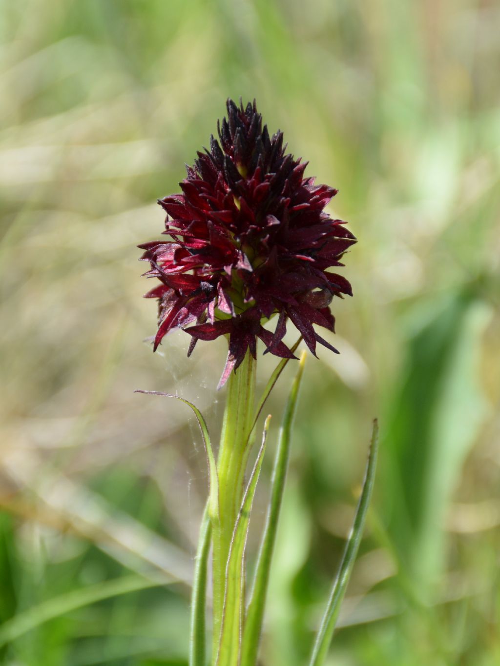 Nigritella rhellicani